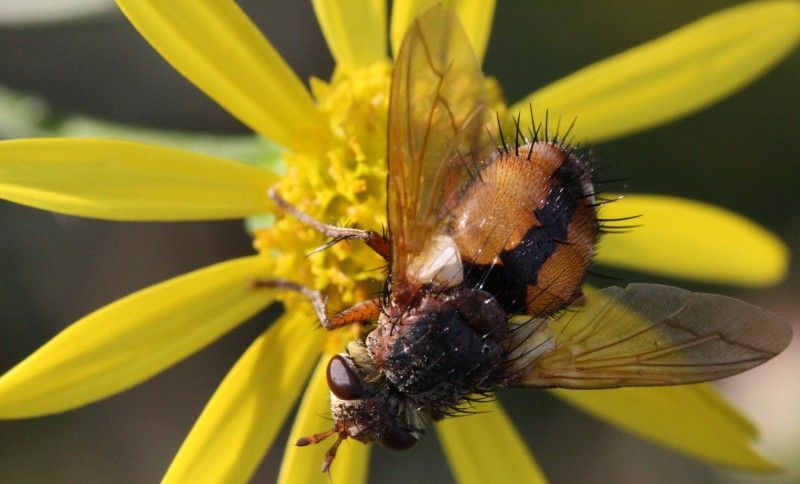 Tachinidae: Tachina fera